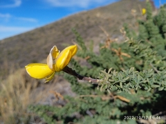 Adenocarpus viscosus image