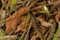 Cormocephalus rubriceps