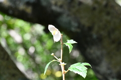 Begonia biserrata