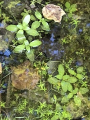 Callitriche stagnalis