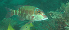 Lethrinus erythropterus
