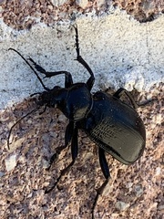 Calosoma marginale