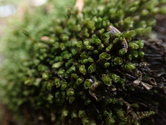 Marsupella emarginata