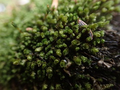 Marsupella emarginata