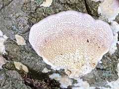 Trichaptum biforme