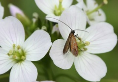 Cauchas rufimitrella