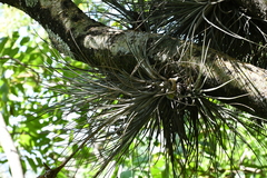 Tillandsia juncea
