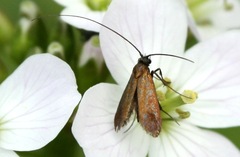 Cauchas rufimitrella