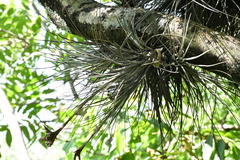 Tillandsia juncea