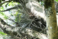 Tillandsia juncea