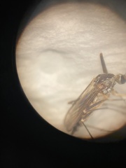 Aedes triseriatus