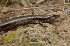 Oligosoma kokowai