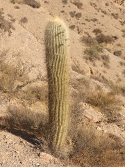 Trichocereus atacamensis