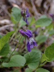 Viola adunca