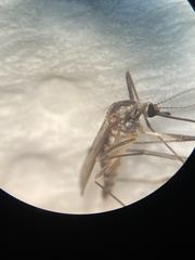 Aedes triseriatus