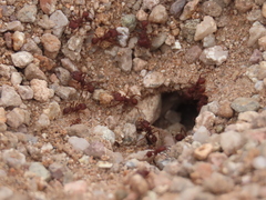 Acromyrmex versicolor