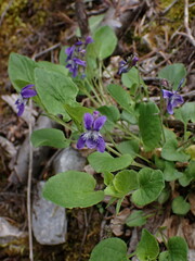 Viola adunca