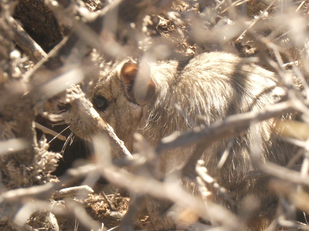 Mountain Degu