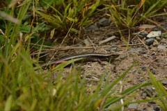 Oligosoma kokowai