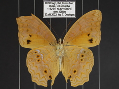 Lachnoptera anticlia