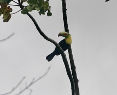 Ramphastos sulfuratus