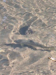 Salmo trutta