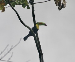 Ramphastos sulfuratus