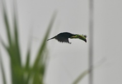 Ramphastos sulfuratus