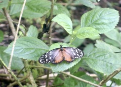 Heliconius hecale