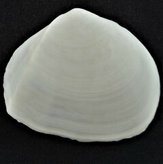 Leporimetis ephippium