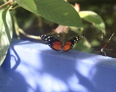 Heliconius hecale