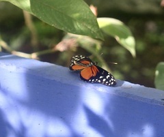 Heliconius hecale
