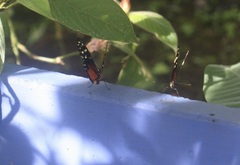 Heliconius hecale