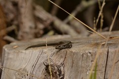 Oligosoma kokowai