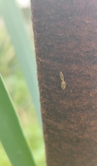 Chilacis typhae