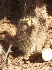 Austrocylindropuntia shaferi