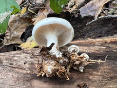 Clitocybe robusta