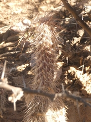 Austrocylindropuntia shaferi