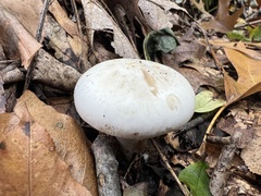 Clitocybe robusta