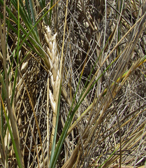 Thinopyrum distichum