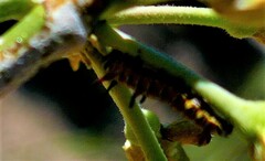Danaus gilippus