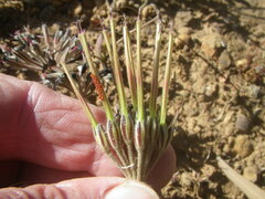 Pelargonium auritum auritum