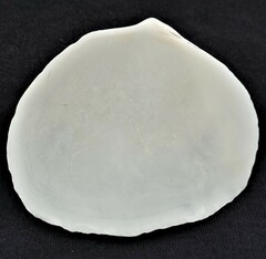 Leporimetis ephippium