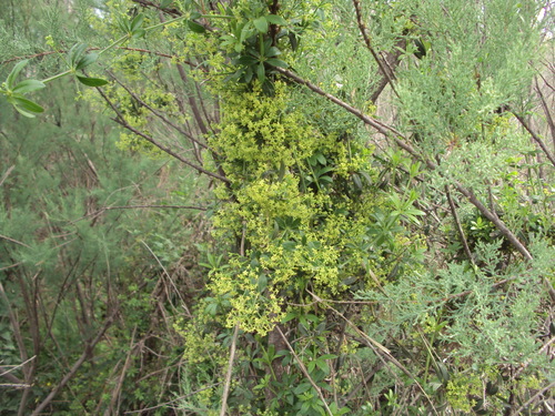 Rubia peregrina image