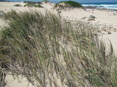 Thinopyrum distichum