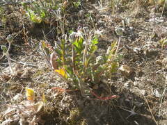 Pelargonium auritum auritum