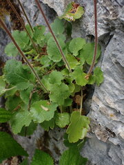 Heuchera cylindrica