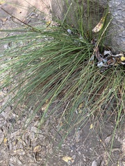 Juncus patens