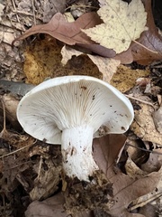Clitocybe robusta