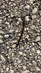 Diplopoda